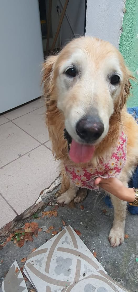Foto del avistamiento de perro