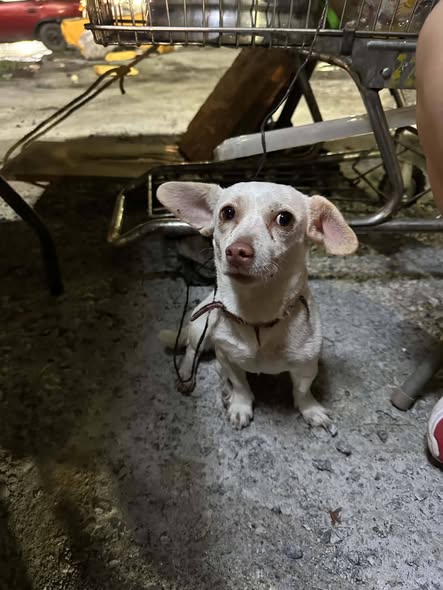 Foto del avistamiento de perro