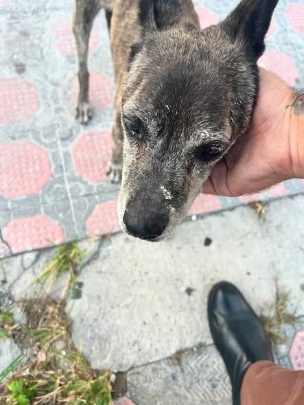 Foto del avistamiento de perro