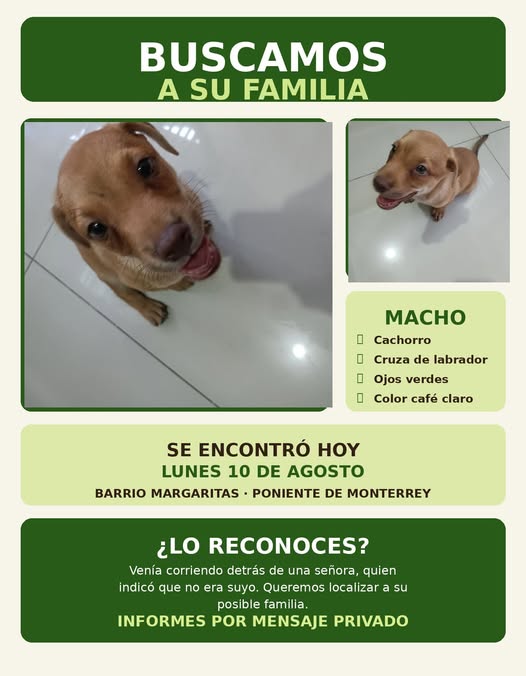 Foto del avistamiento de perro