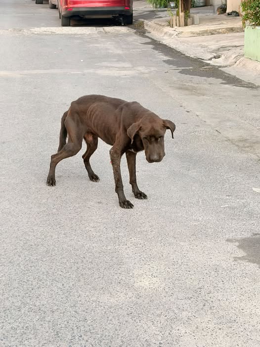 Foto del avistamiento de perro