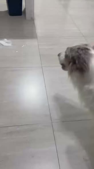 Dog sighting photo