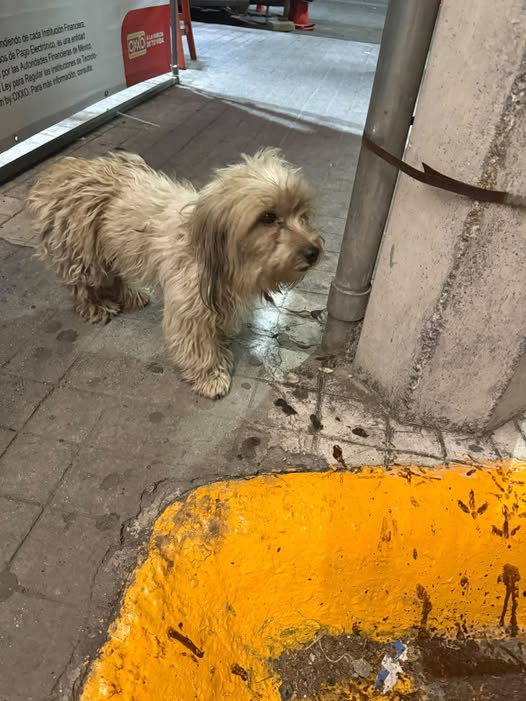 Dog sighting photo