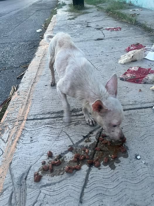 Foto del avistamiento de perro