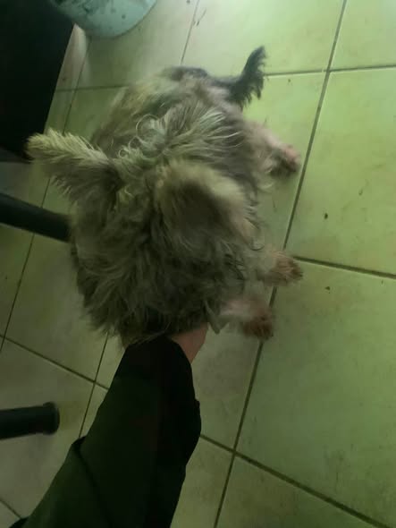 Foto del avistamiento de perro