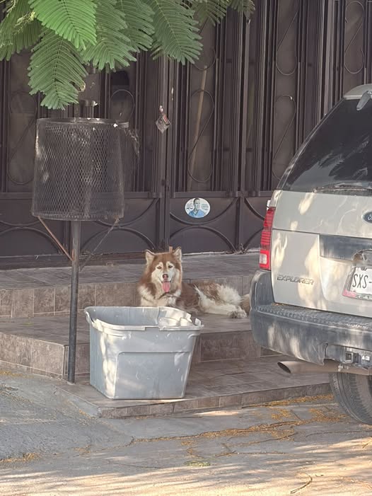 Foto del avistamiento de perro