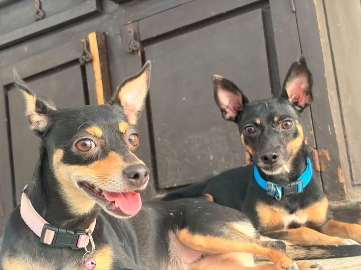 Foto del avistamiento de perro
