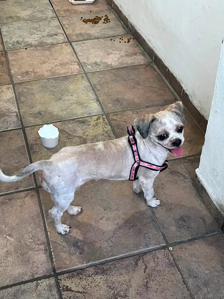Dog sighting photo
