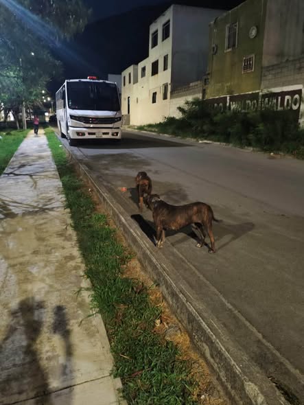 Foto del avistamiento de perro