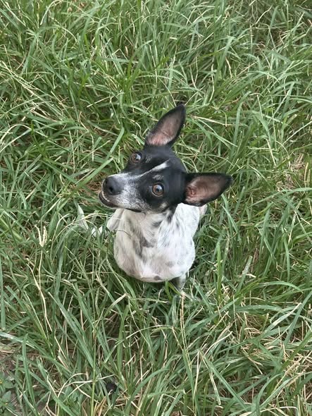 Dog sighting photo