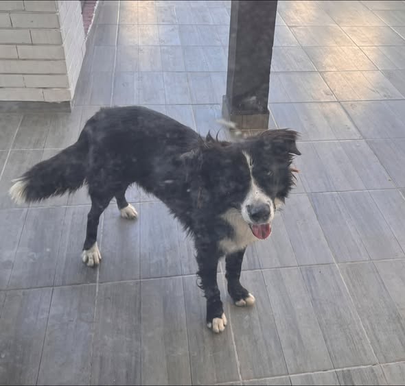 Foto del avistamiento de perro