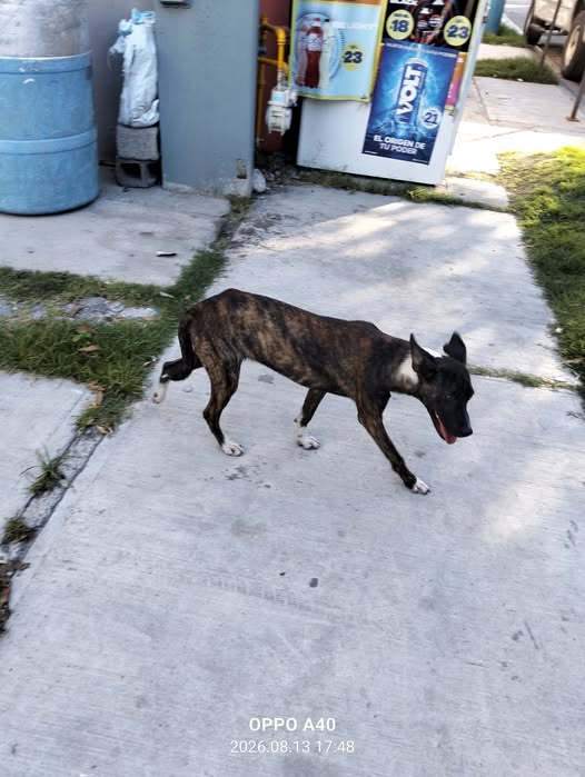Foto del avistamiento de perro