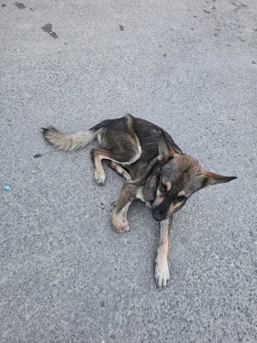 Dog sighting photo