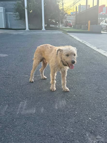 Dog sighting photo