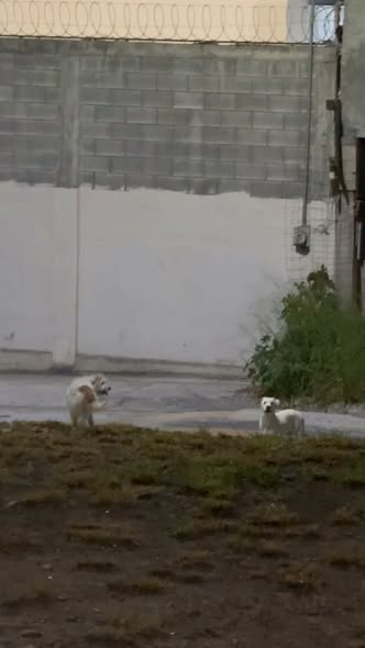 Foto del avistamiento de perro