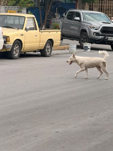 Foto del avistamiento de perro