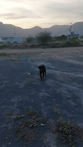 Dog sighting photo