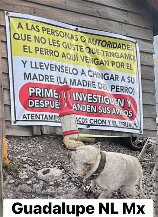 Foto del avistamiento de perro
