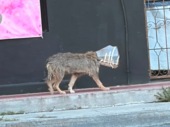 Foto del avistamiento de perro