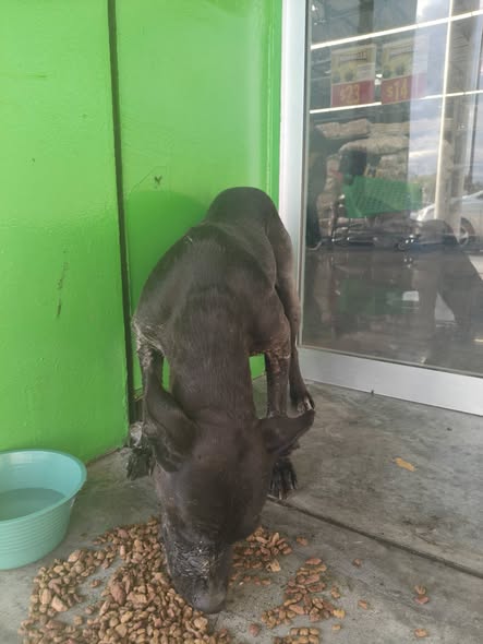 Dog sighting photo
