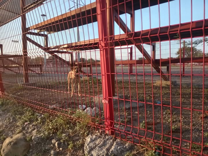 Foto del avistamiento de perro