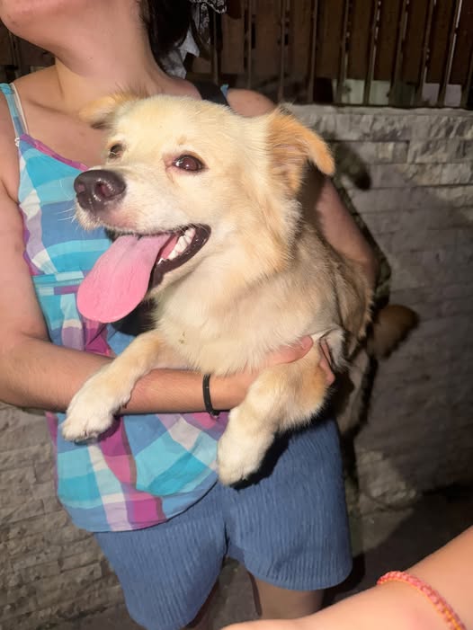 Foto del avistamiento de perro