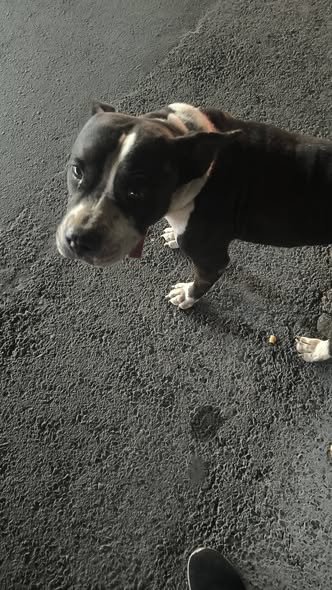 Foto del avistamiento de perro