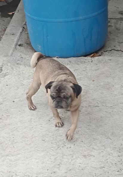 Dog sighting photo