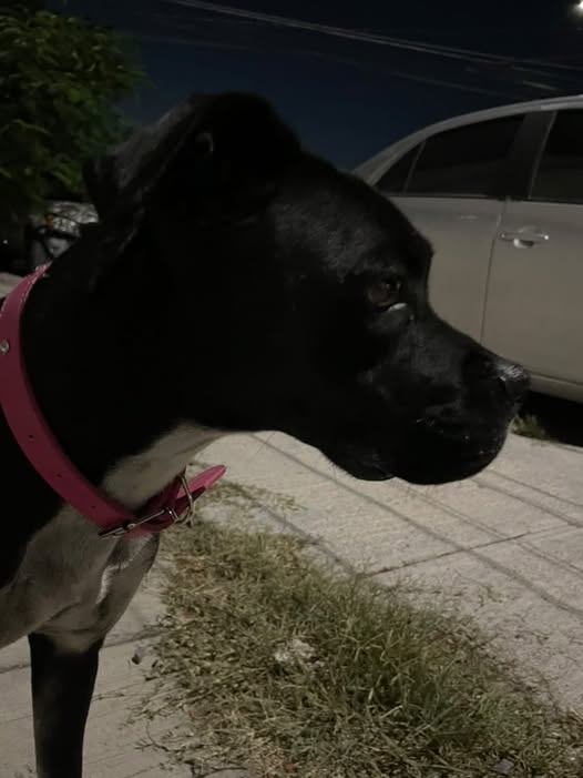 Foto del avistamiento de perro