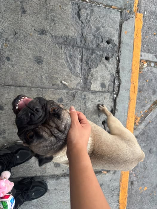 Foto del avistamiento de perro