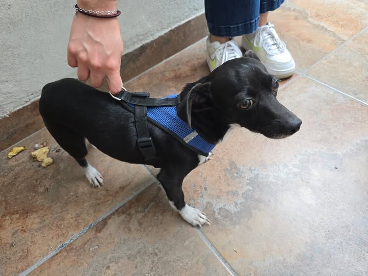 Foto del avistamiento de perro