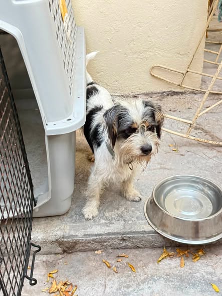 Dog sighting photo