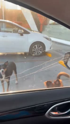 Foto del avistamiento de perro