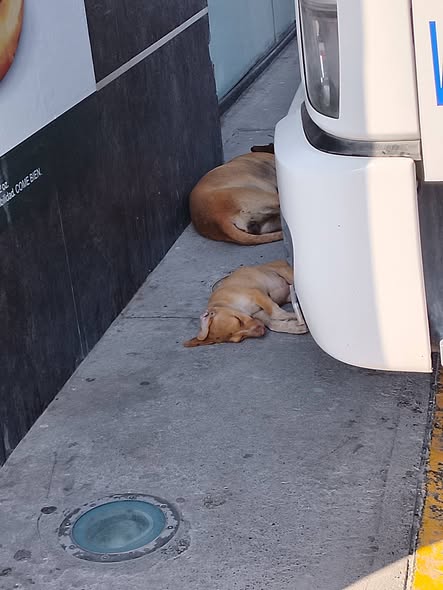 Dog sighting photo