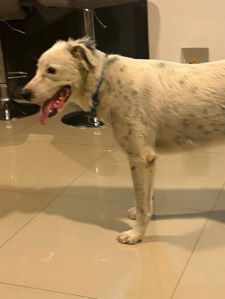 Foto del avistamiento de perro