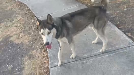 Dog sighting photo