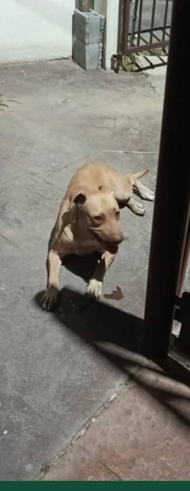 Foto del avistamiento de perro