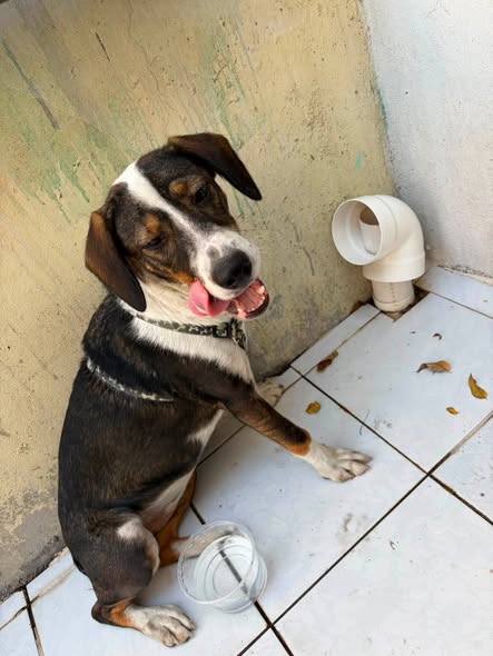 Foto del avistamiento de perro