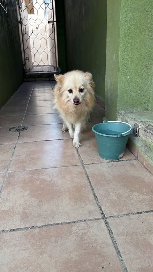 Foto del avistamiento de perro