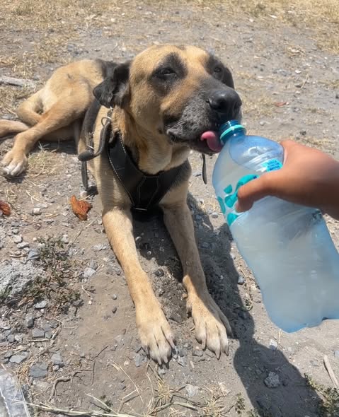 Foto del avistamiento de perro