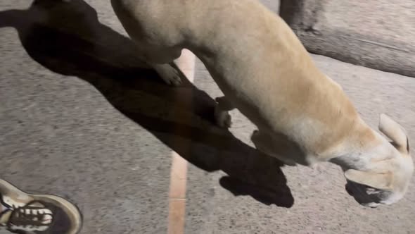 Foto del avistamiento de perro