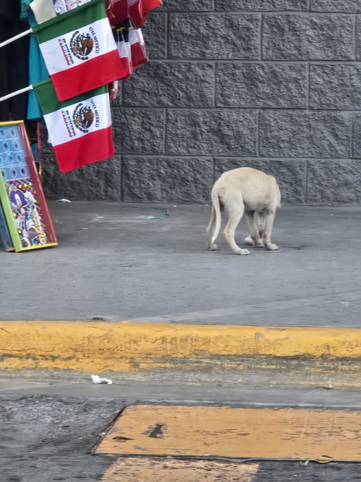 Dog sighting photo