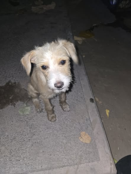 Dog sighting photo