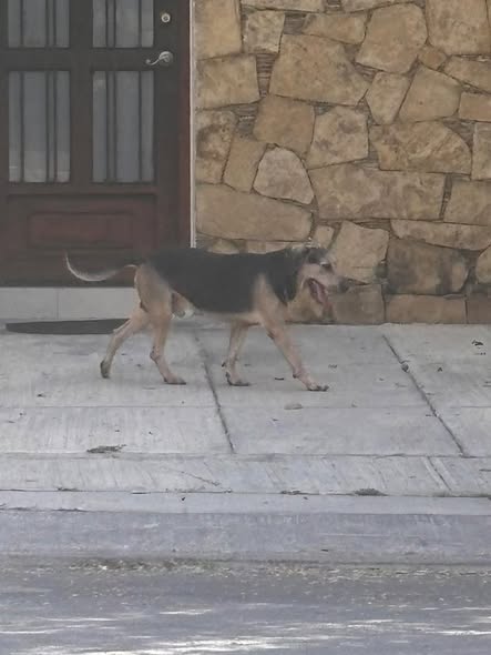 Foto del avistamiento de perro