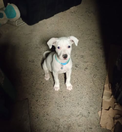 Foto del avistamiento de perro