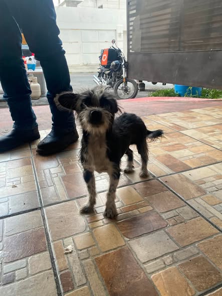 Foto del avistamiento de perro