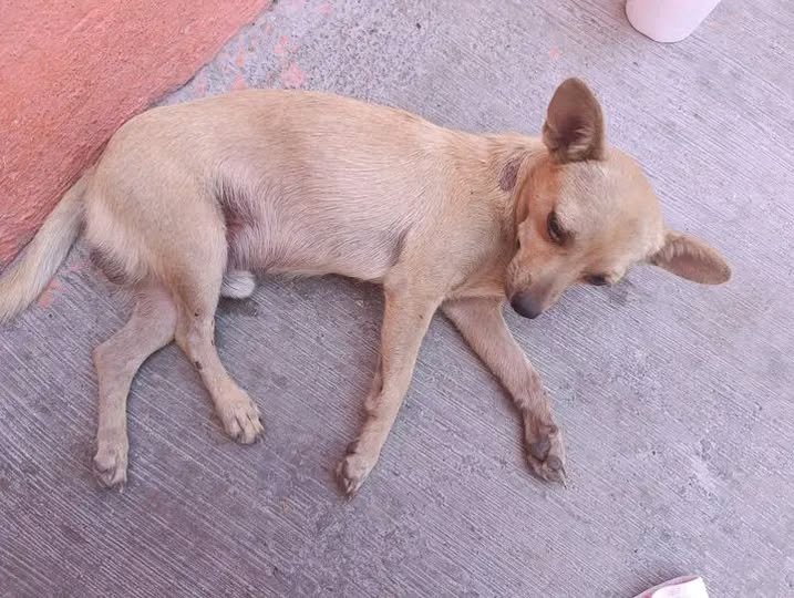 Dog sighting photo