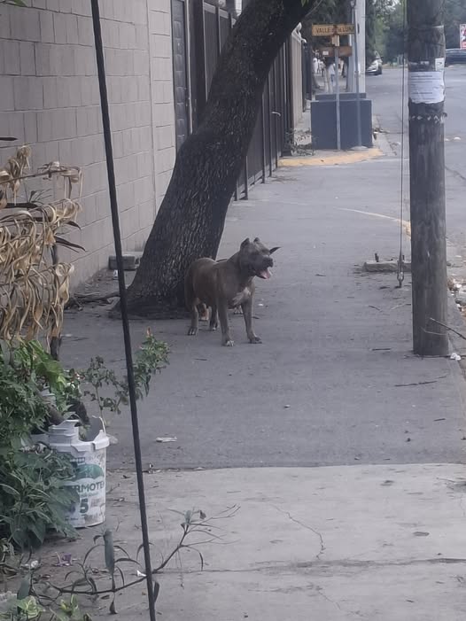 Dog sighting photo