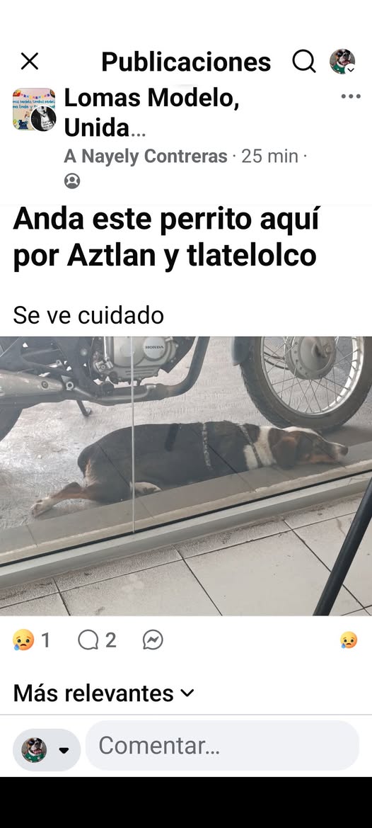 Foto del avistamiento de perro
