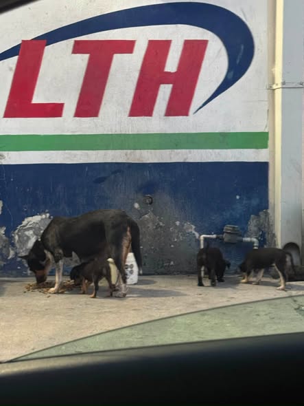 Foto del avistamiento de perro